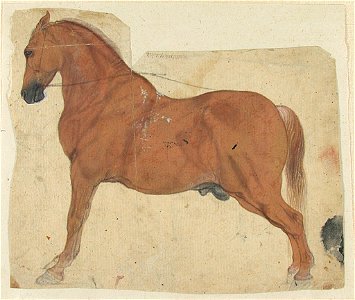 Anonymous - Study of a Chestnut Horse - 1995.106 - Harvard Art Museums