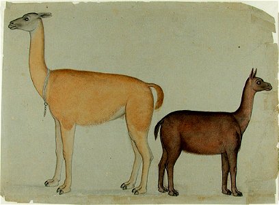 Anonymous - Two Llamas - 2009.202.246 - Arthur M. Sackler Museum