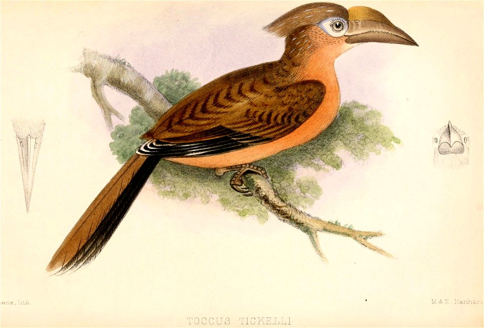 Anorrhinus tickelli 1864
