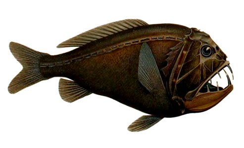 Anoplogaster cornuta1