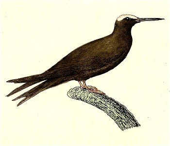 Anous tenuirostris 1832