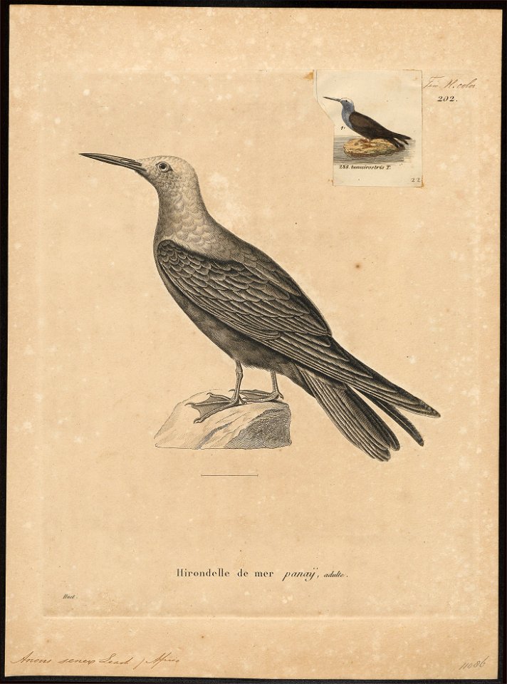 Anous senex - 1700-1880 - Print - Iconographia Zoologica - Special Collections University of Amsterdam - UBA01 IZ17900410