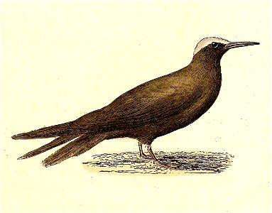 Anous stolidus 1832