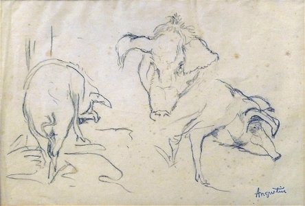 Anquetin L. - Pencil - Etude de cochons (dos, face, profil) - feuille 25x36cm