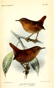AnorthuraFumigataKeulemans