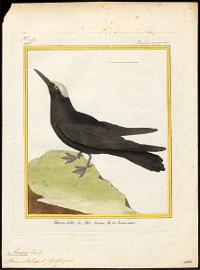 Anous stolidus - 1700-1880 - Print - Iconographia Zoologica - Special Collections University of Amsterdam - UBA01 IZ17900406