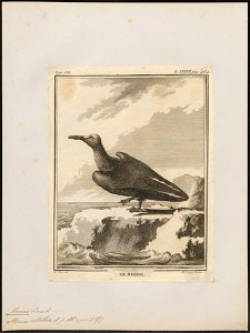 Anous stolidus - 1700-1880 - Print - Iconographia Zoologica - Special Collections University of Amsterdam - UBA01 IZ17900402