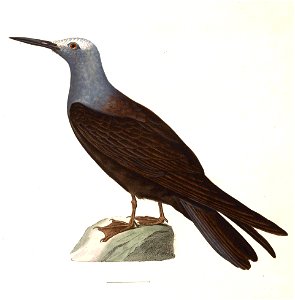 Anous tenuirostris 1838
