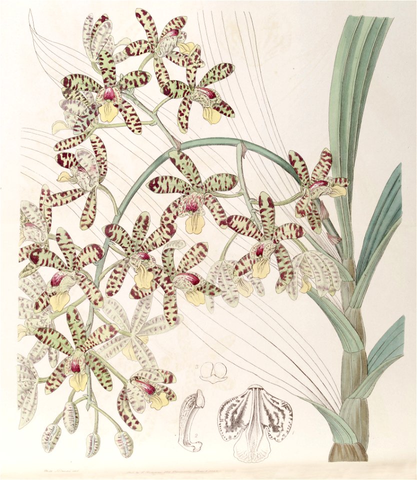Ansellia africana - Edwards vol 32 (NS 9) pl 30 (1846)