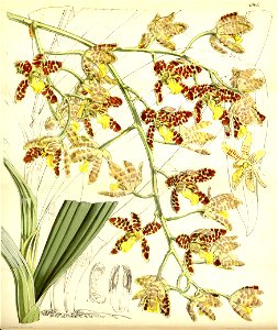 Ansellia africana - Curtis' 83 (Ser. 3 no. 13) pl. 4965 (1857)