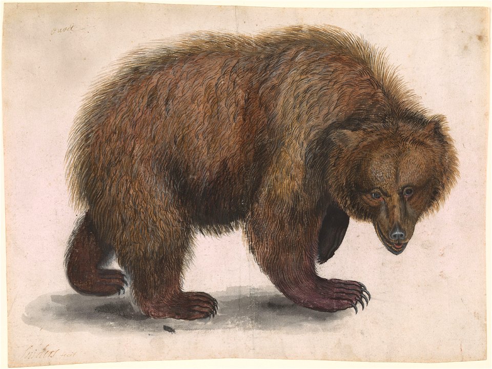 Anselmus de Boodt (Attr) - A Bear