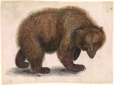 Anselmus de Boodt (Attr) - A Bear