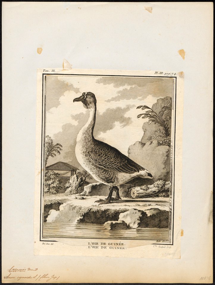 Anser cygnoides - 1700-1880 - Print - Iconographia Zoologica - Special Collections University of Amsterdam - UBA01 IZ17600153