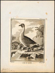 Anser cygnoides - 1700-1880 - Print - Iconographia Zoologica - Special Collections University of Amsterdam - UBA01 IZ17600153