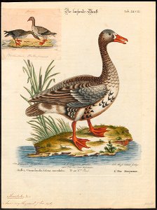 Anser erythropus - 1700-1880 - Print - Iconographia Zoologica - Special Collections University of Amsterdam - UBA01 IZ17600141