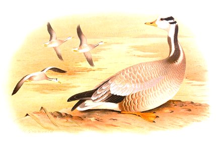 Anser indicus 1921