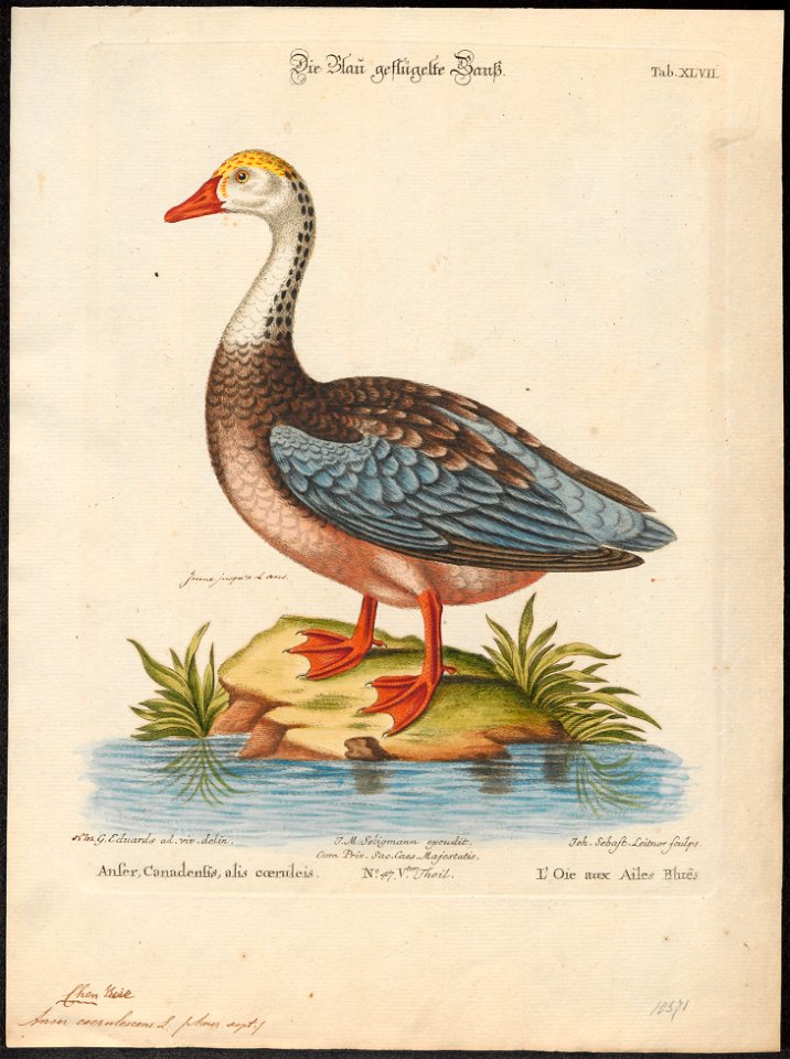 Anser caerulescens - 1700-1880 - Print - Iconographia Zoologica - Special Collections University of Amsterdam - UBA01 IZ17600151