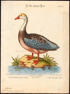 Anser caerulescens - 1700-1880 - Print - Iconographia Zoologica - Special Collections University of Amsterdam - UBA01 IZ17600151