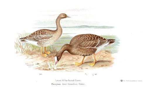 Anser erythropus pair Alpheraky