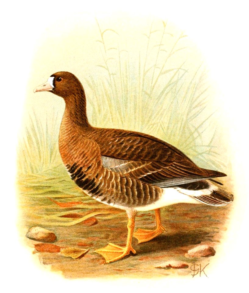 Anser albifrons 1921