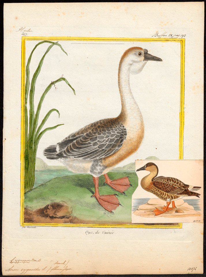 Anser cygnoides - 1700-1880 - Print - Iconographia Zoologica - Special Collections University of Amsterdam - UBA01 IZ17600157