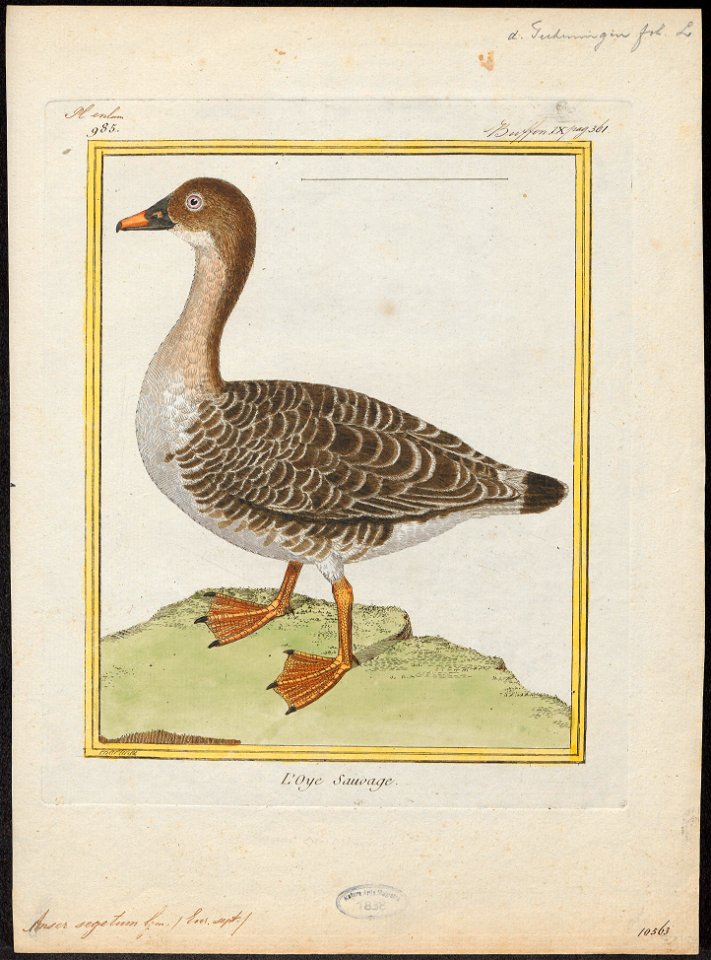 Anser segetum - 1700-1880 - Print - Iconographia Zoologica - Special Collections University of Amsterdam - UBA01 IZ17600133