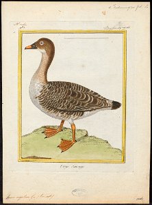Anser segetum - 1700-1880 - Print - Iconographia Zoologica - Special Collections University of Amsterdam - UBA01 IZ17600133