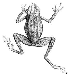 Ansonia leptopus