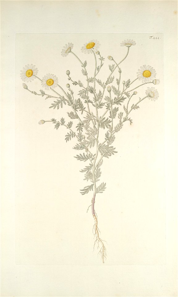 Anthemis austriaca