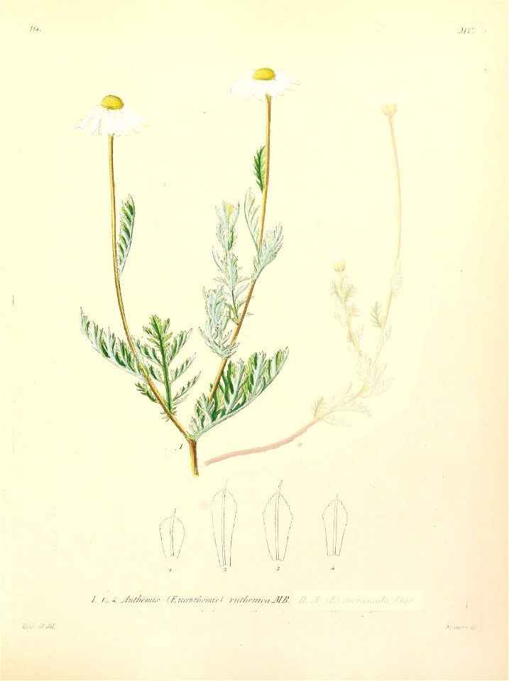 Anthemis ruthenica