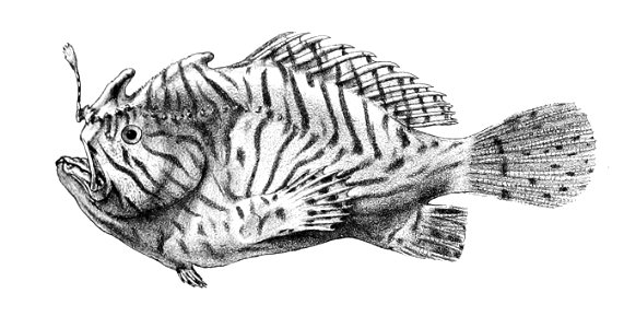Antennarius hispidus Ford 60