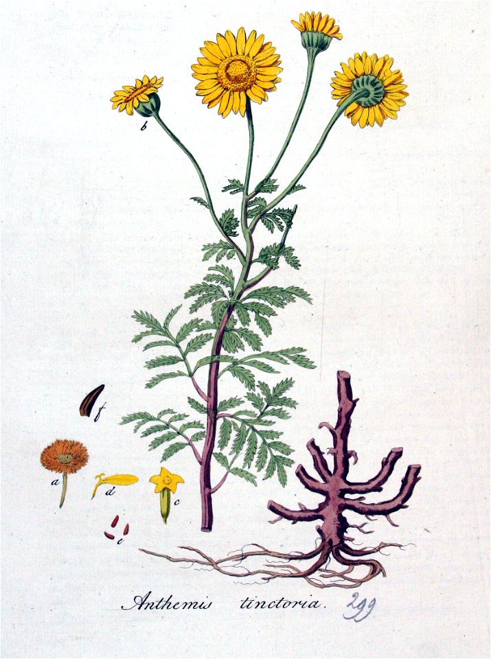 Anthemis tinctoria — Flora Batava — Volume v4