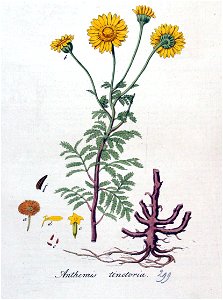 Anthemis tinctoria — Flora Batava — Volume v4. Free illustration for personal and commercial use.