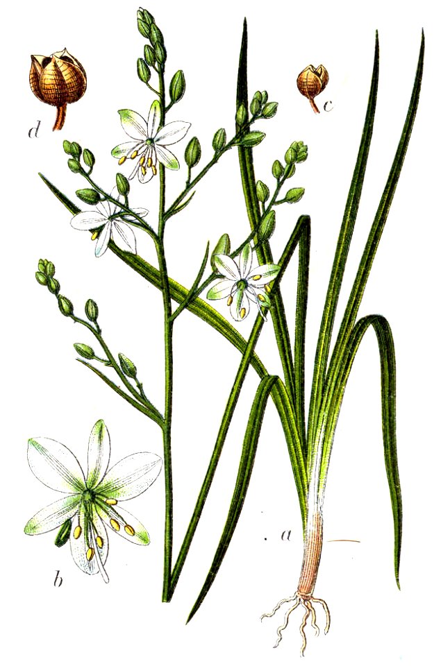 Anthericum ramosum Sturm31