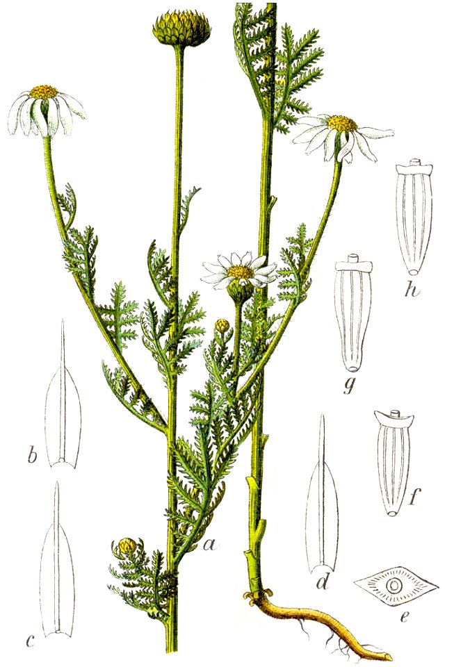 Anthemis austriaca Sturm42