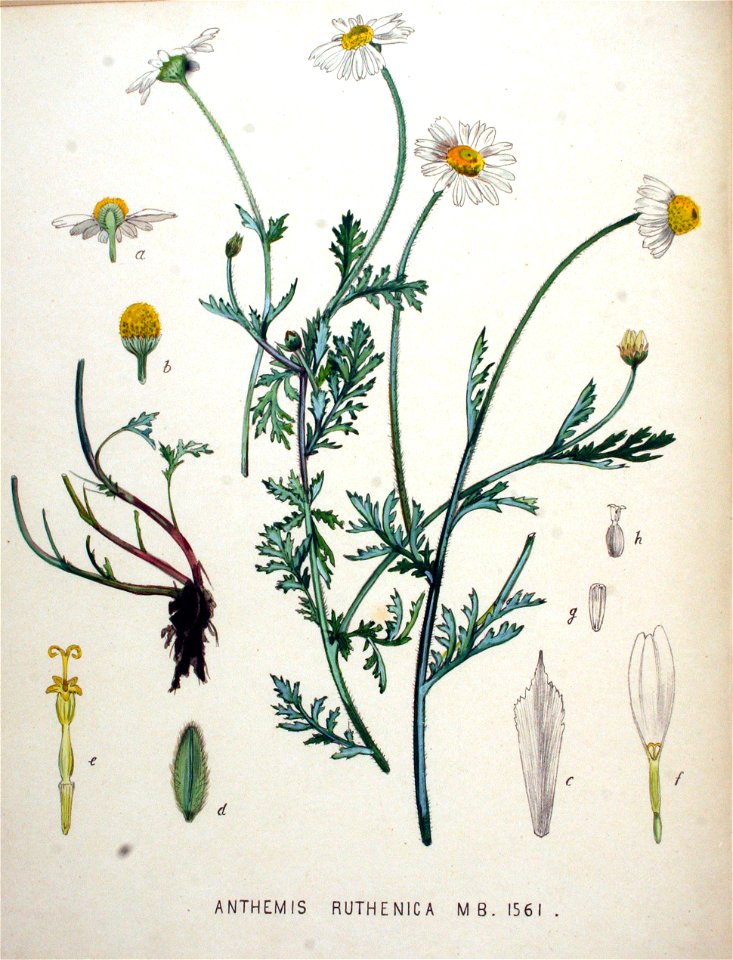 Anthemis ruthenica — Flora Batava — Volume v20