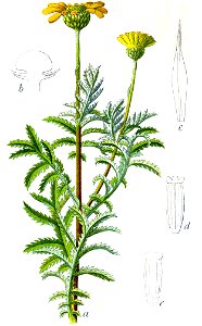 Anthemis tinctoria Sturm41