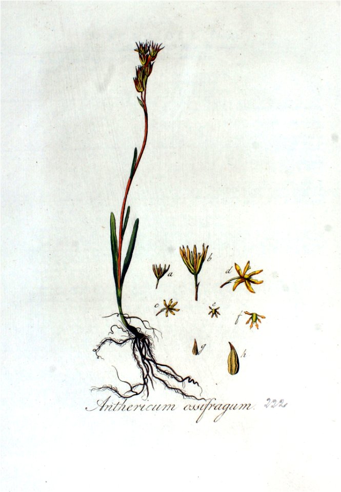 Anthericum ossifragum — Flora Batava — Volume v3