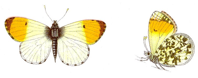 Anthocharis cardamines - Aurorafalter