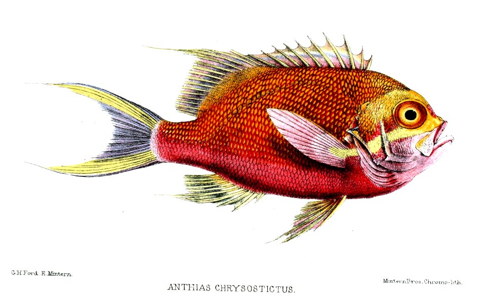 AnthiasChrysostictusFord