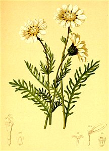 Anthemis alpina Atlas Alpenflora
