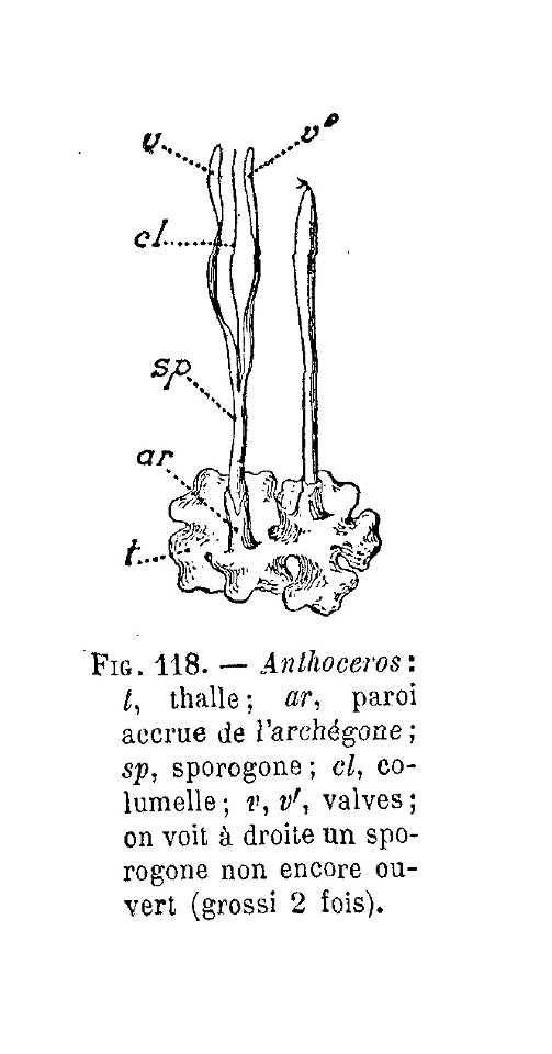 Anthoceros (dessin)