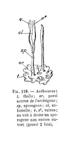 Anthoceros (dessin)