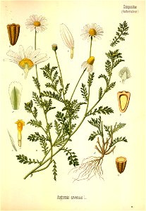 Anthemis arvensis