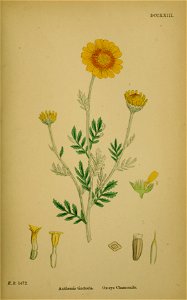 Anthemis tinctoria - 001x