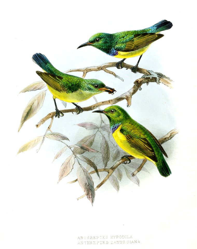 Anthodiaeta collaris hypodila - zambesiana Keulemans