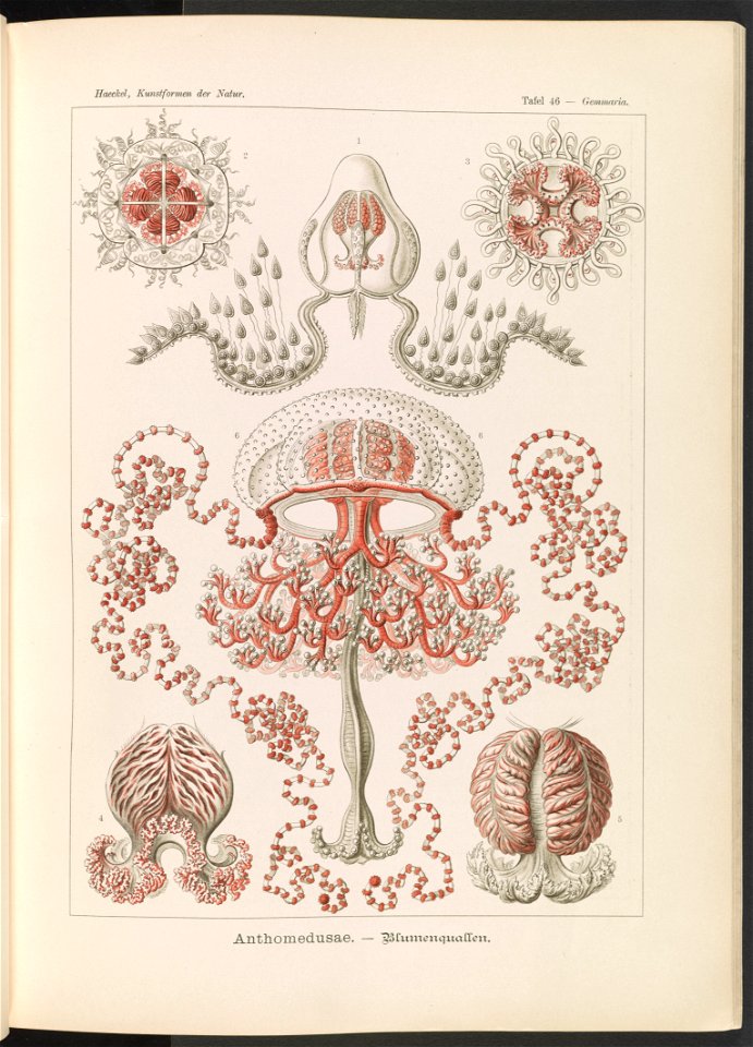 Anthomedusae. - Blumenquallen LCCN2015648932