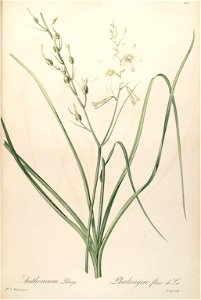 Anthericum liliago - Les Liliacées - vol. 5