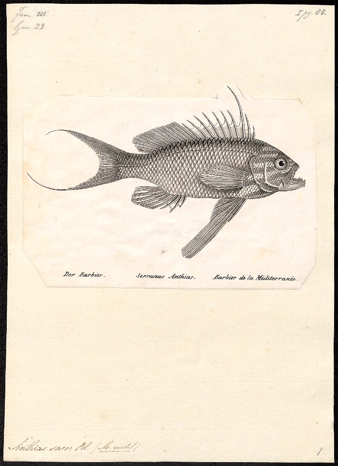 Anthias sacer - 1809-1845 - Print - Iconographia Zoologica - Special Collections University of Amsterdam - UBA01 IZ12900141