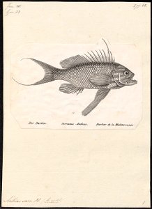 Anthias sacer - 1809-1845 - Print - Iconographia Zoologica - Special Collections University of Amsterdam - UBA01 IZ12900141